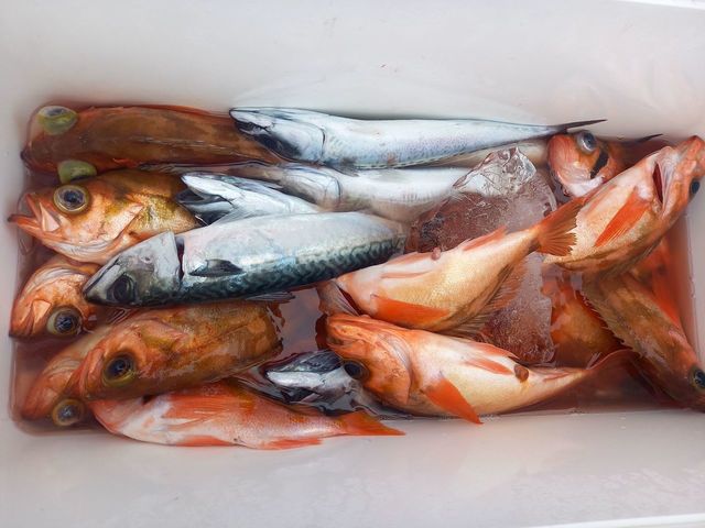 オキメバル(ウスメバル)