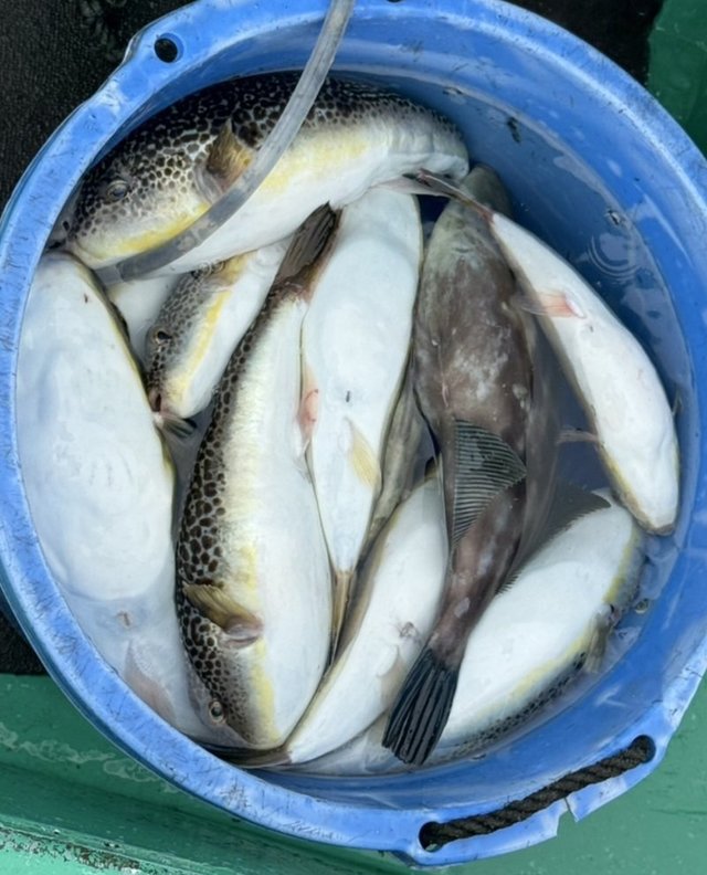 ショウサイフグ