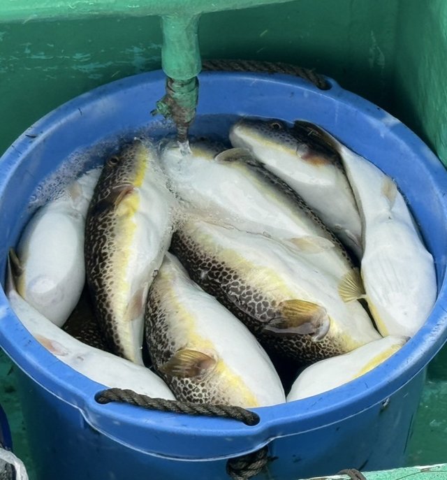 ショウサイフグ