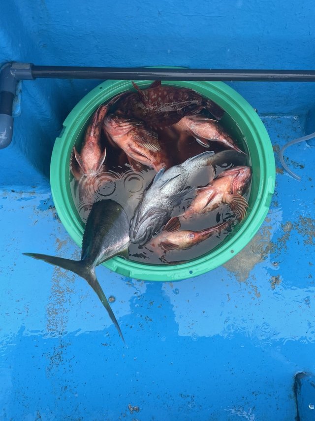 カサゴ・マゾイ(キツネメバル)