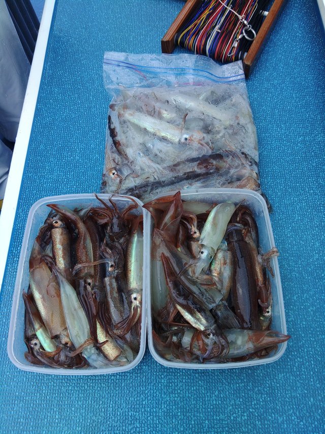 ムギイカ(スルメイカ)