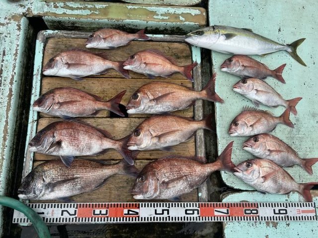 マダイ・ハマチ(ブリ)