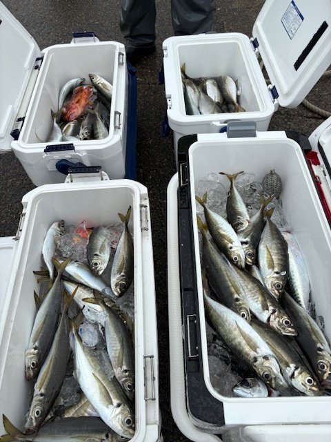 アジ(マアジ)・カサゴ・サバ(ゴマサバ)