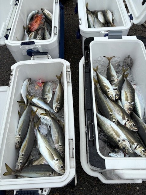 アジ(マアジ)・カサゴ・サバ(ゴマサバ)