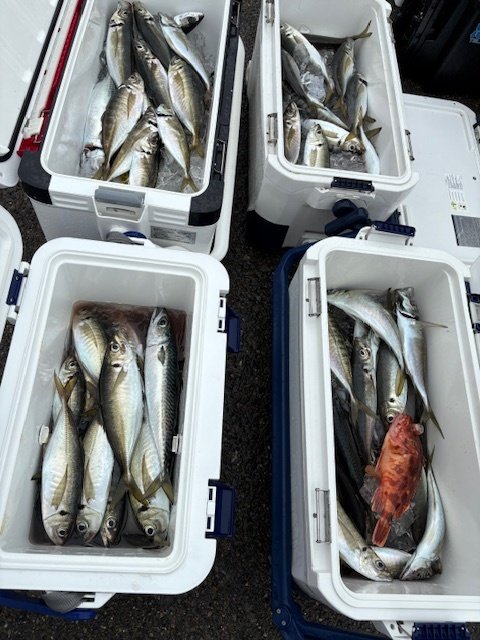 アジ(マアジ)・カサゴ・サバ(ゴマサバ)