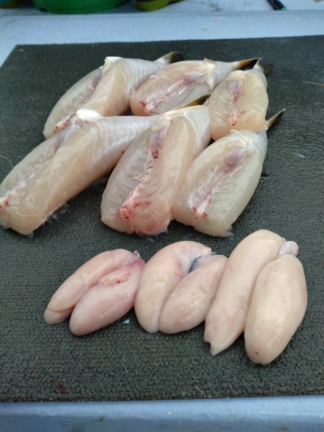 ショウサイフグ