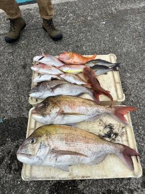 マダイ・イサキ・イトヨリ(イトヨリダイ)・カサゴ・ホウボウ