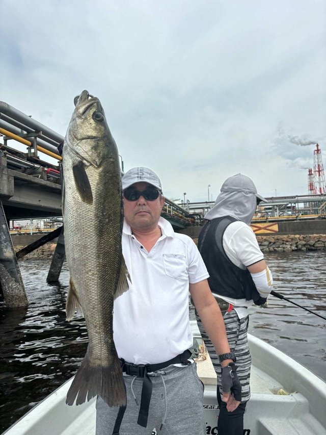 シーバス(スズキ)