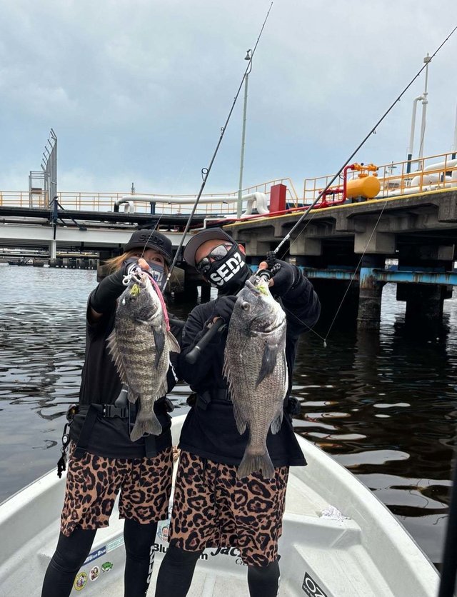 マチヌ(クロダイ)・キビレ(キチヌ)