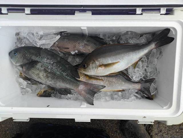 クロダイ・イサキ