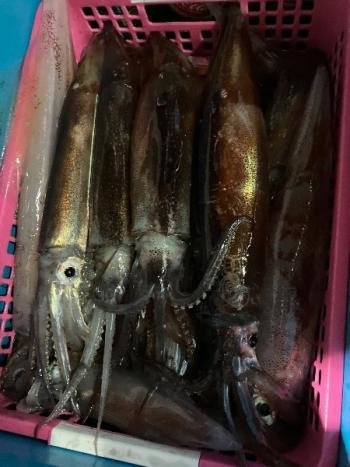 スルメイカ・マイカ(ケンサキイカ)