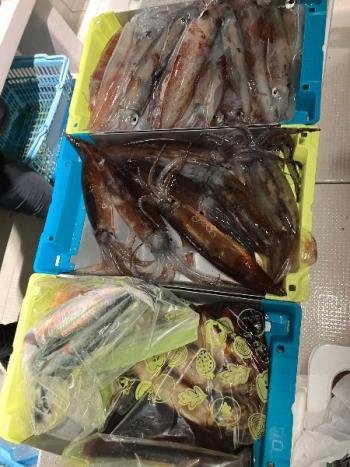 スルメイカ・マイカ(ケンサキイカ)