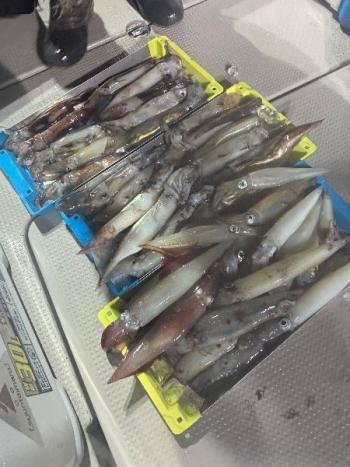 スルメイカ・マイカ(ケンサキイカ)