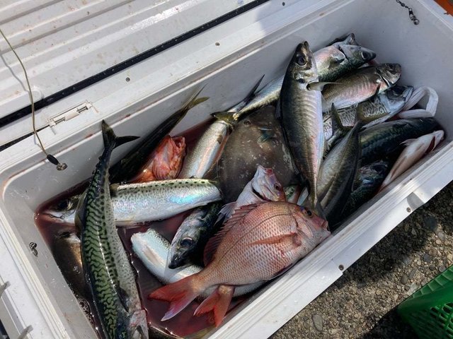 ハナダイ(チダイ)・アジ(マアジ)・サバ(ゴマサバ)