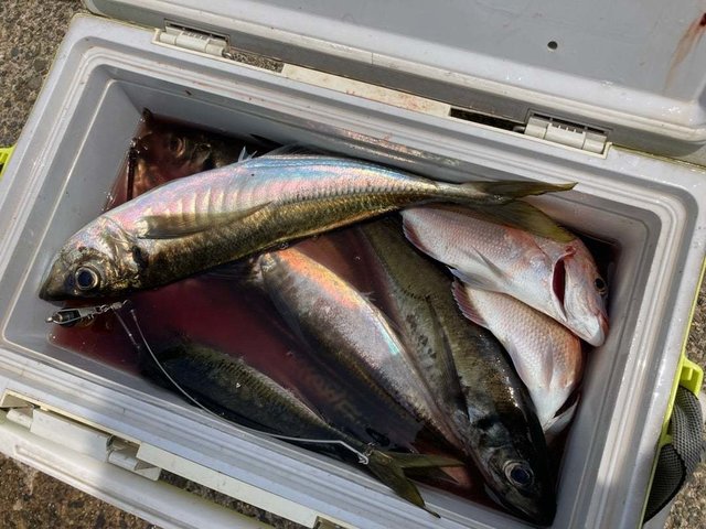 ハナダイ(チダイ)・アジ(マアジ)