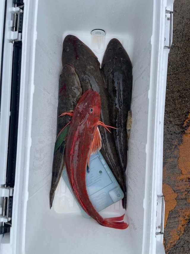 ホウボウ・マゴチ