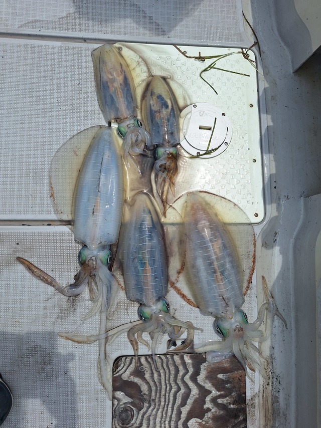 アオリ(アオリイカ)