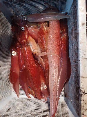 イカ(ケンサキイカ)