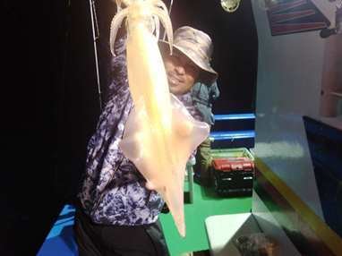 マイカ(ケンサキイカ)