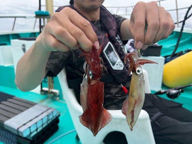 マルイカ(ケンサキイカ)