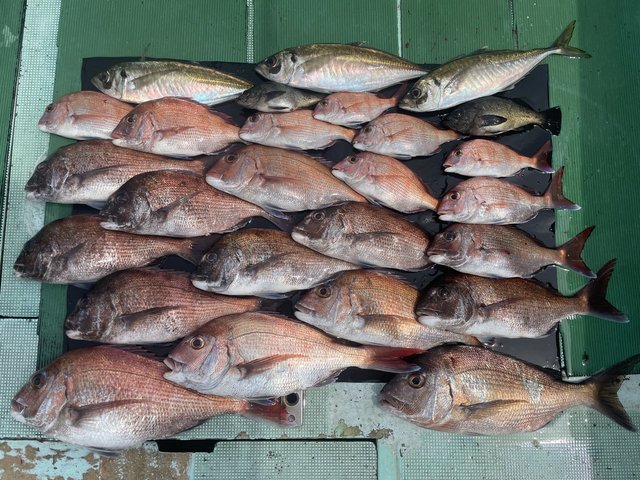 マダイ・マアジ