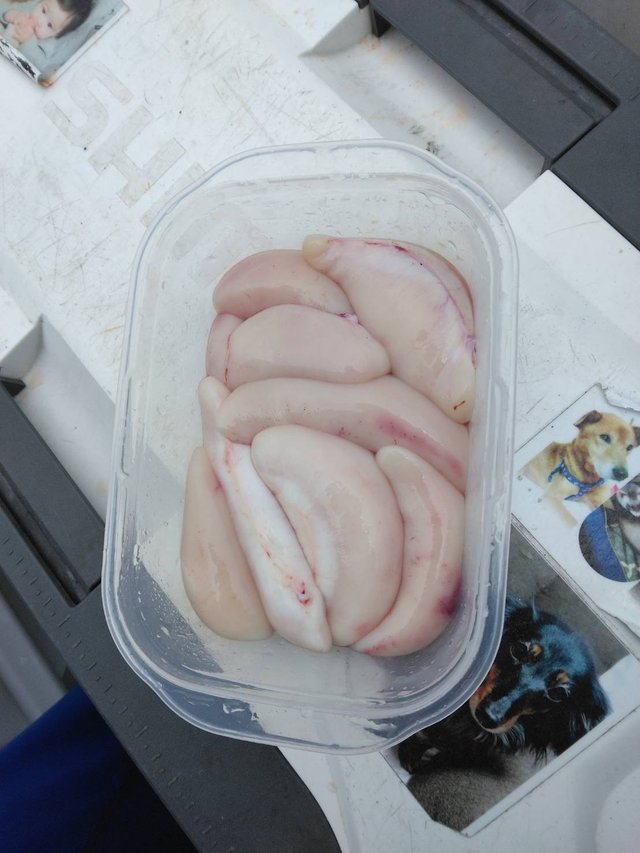 ショウサイフグ