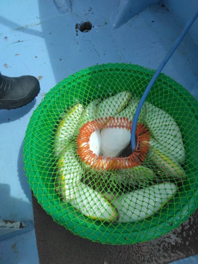 ショウサイフグ