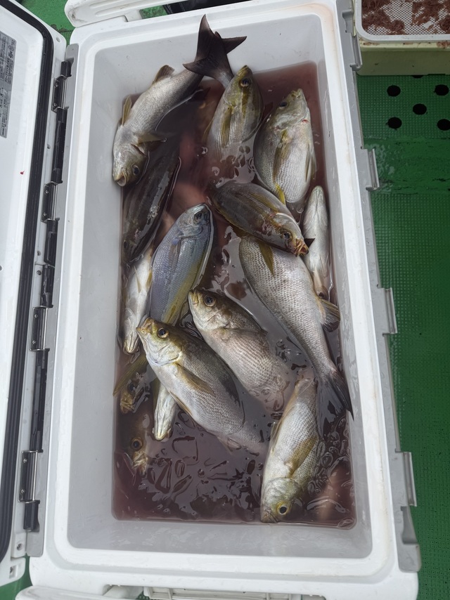 イサギ(イサキ)