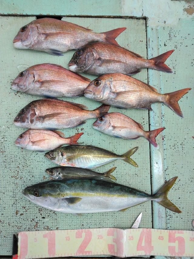 マダイ・マアジ・ツバス(ブリ)