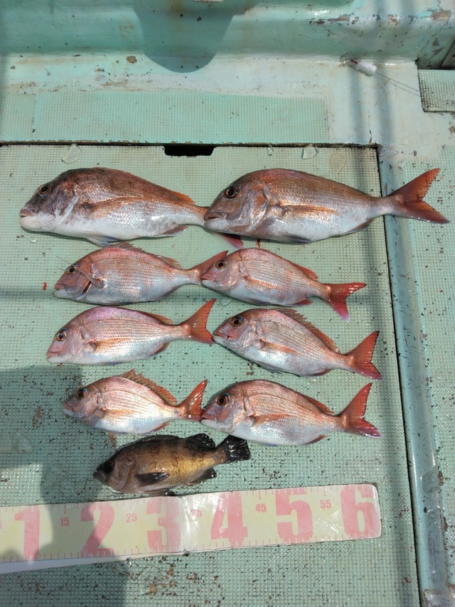 マダイ・メバル