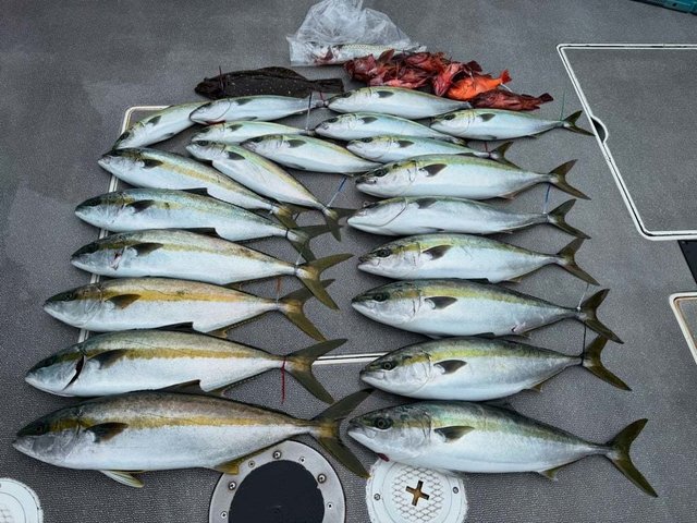 ハマチ(ブリ)・カサゴ・ヒラメ