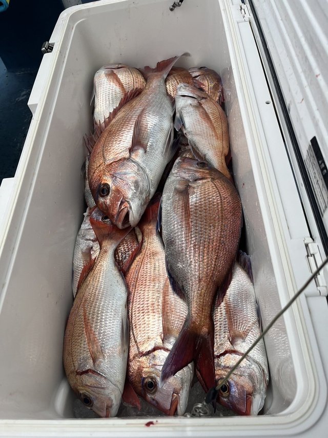 マダイ・ハナダイ(チダイ)