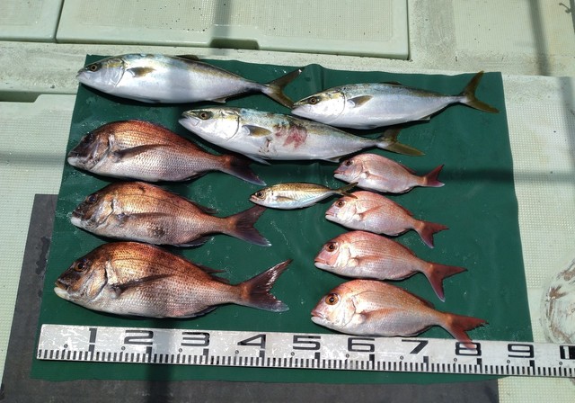 マダイ・マアジ・ハマチ(ブリ)