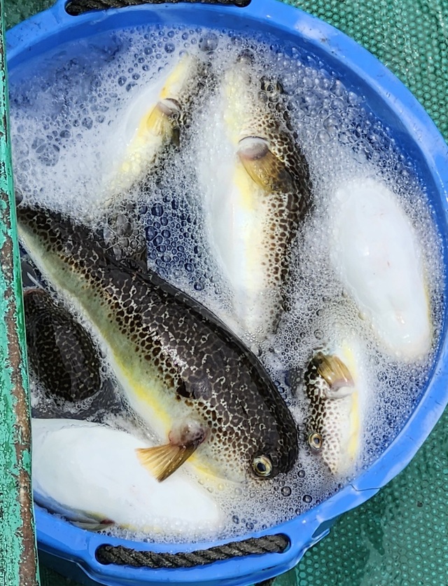 ショウサイフグ