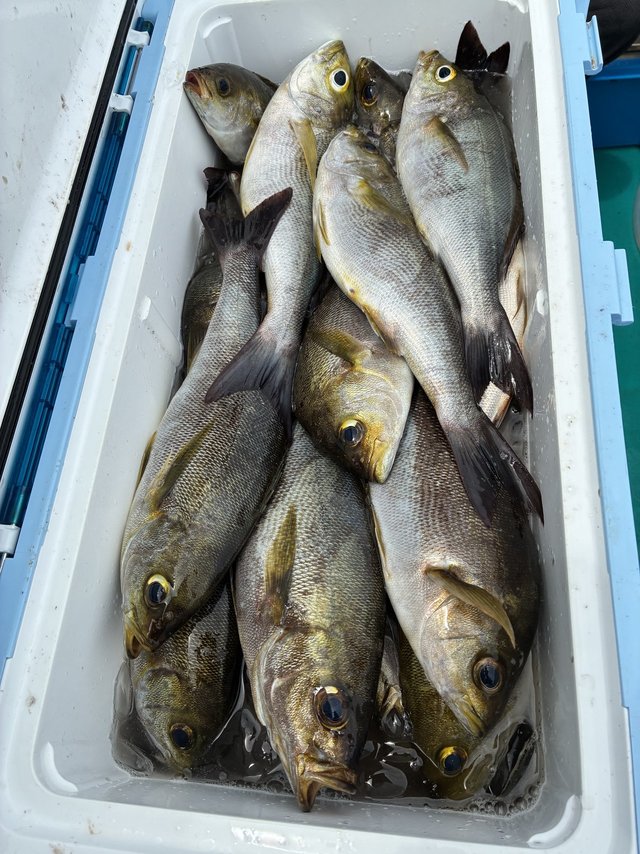 イサギ(イサキ)