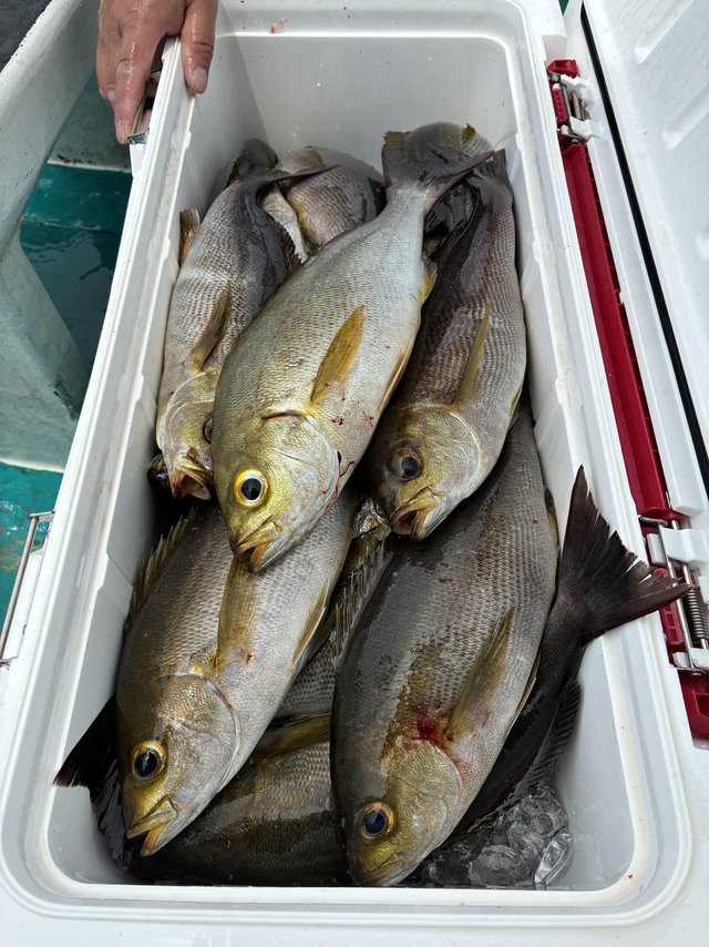 イサギ(イサキ)