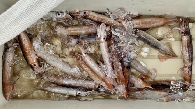 ムギイカ(スルメイカ)