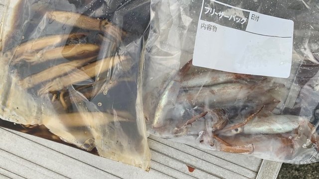 ムギイカ(スルメイカ)