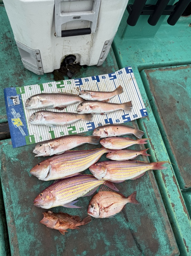 チダイ・シロアマダイ・イトヨリ(イトヨリダイ)