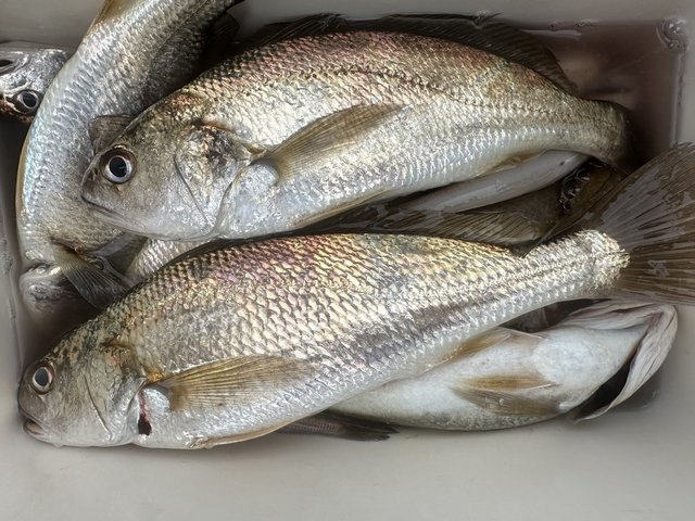 イシモチ(シログチ)