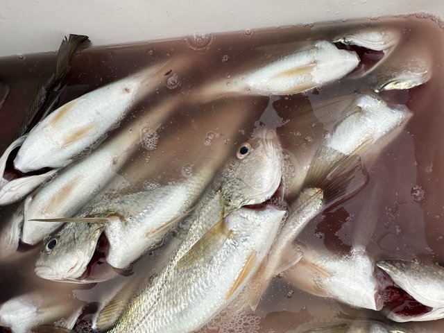 イシモチ(シログチ)