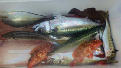 アジ(マアジ)・ウッカリカサゴ・サバ(ゴマサバ)