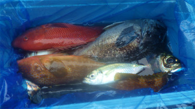 キジハタ・アジ(マアジ)・カンダイ(コブダイ)・クロソイ