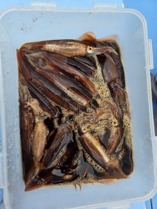 ムギイカ(スルメイカ)