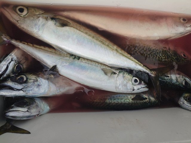 アジ(マアジ)・サバ(ゴマサバ)