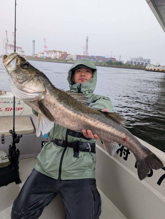 シーバス(スズキ)