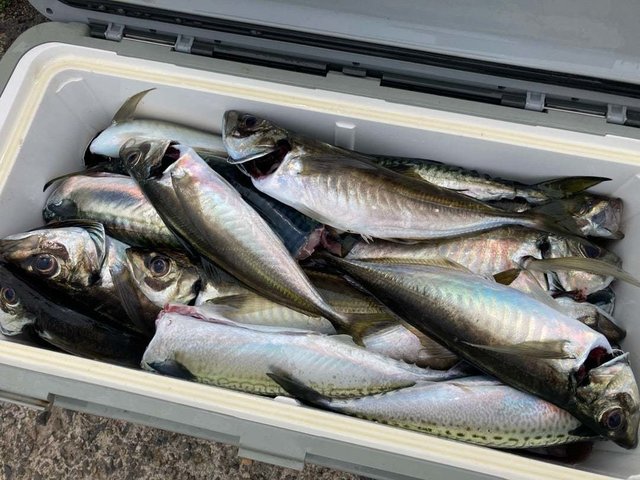 アジ(マアジ)・サバ(ゴマサバ)