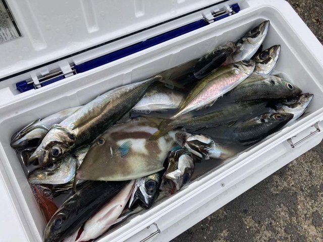 アジ(マアジ)・ウマヅラ(ウマヅラハギ)・サバ(ゴマサバ)