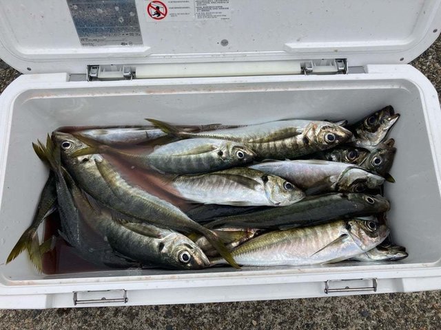 アジ(マアジ)・サバ(ゴマサバ)