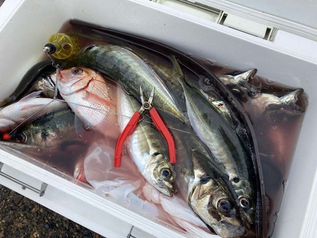 ハナダイ(チダイ)・アジ(マアジ)